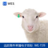 远距离牛羊猪电子耳标 WE-T39 - Image 3