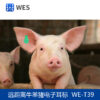 远距离牛羊猪电子耳标 WE-T39 - Image 2